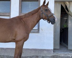 jumper Curly Sue (German Sport Horse, 2007, from Can Can)