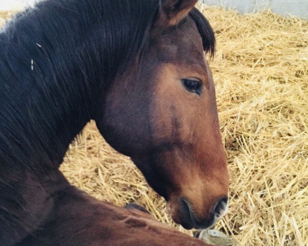 horse Calli (Hanoverian, 1996, from Calypso II) horse Calli (Hanoverian, 1996, from Calypso II)
