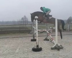 broodmare Goldera Blue (Oldenburg show jumper, 2009, from Chacco-Blue)