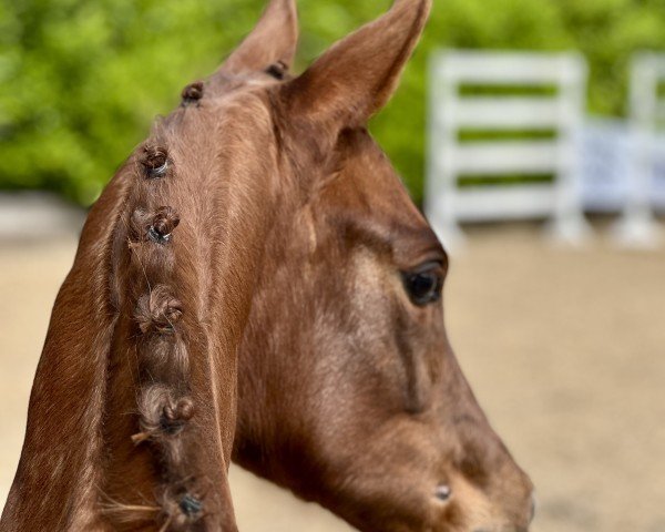 Fohlen von Abraxans Großherzogin (Trakehner, 2025, von Banderas)
