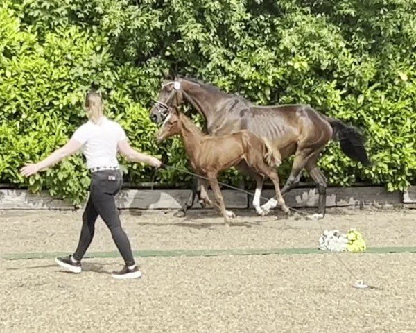 Video of Abraxans Großherzogin