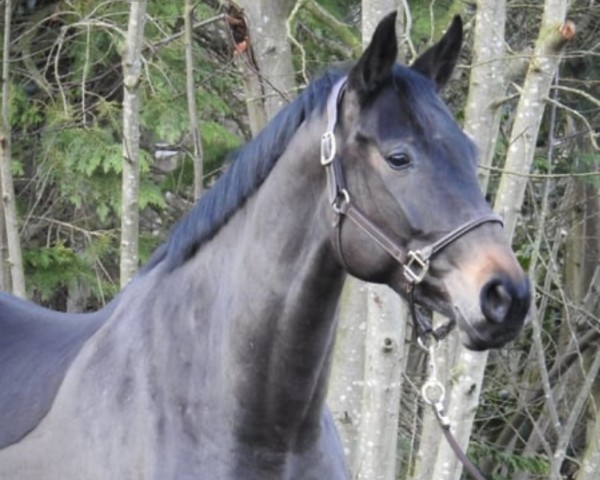 horse Origi's Frieda (Hanoverian, 2020, from Origi D'o)