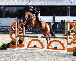 jumper Cambiasso 8 (Zangersheide riding horse, 2009, from Candillo Z)