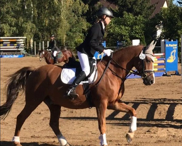 jumper Alf 330 (German Riding Pony, 2005, from Askalon)
