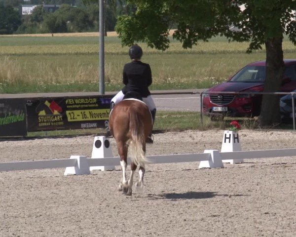 Reitturnier Rot am See- Musdorf 2025