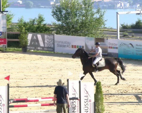 Reitturnier Wädenswil 2025