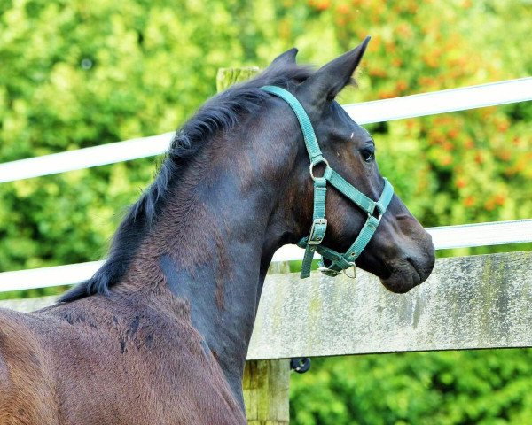 horse Sissy (Hanoverian, 2017, from Sir Donnerhall I)