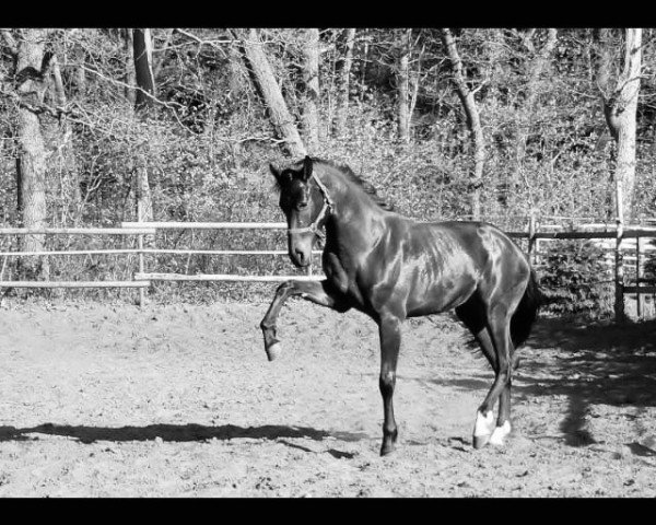 horse Cubaloup de Luze (Holsteiner, 2013, from Centurion)