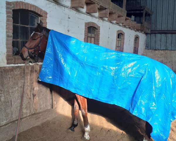 jumper Cataleya 29 (Hanoverian, 2016, from Comte)