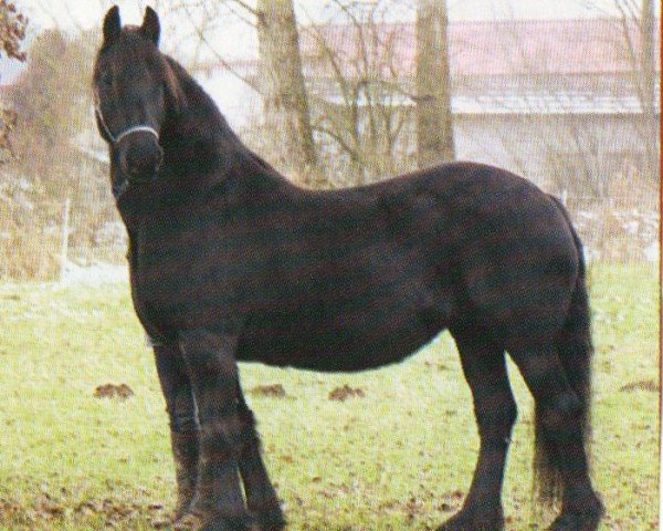 Pferd Adelheid (Friese, 1992, von Jakob 302)