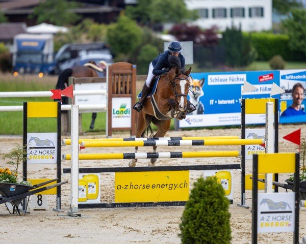 Springpferd Famouse Future (Slowakisches Warmblut, 2012, von Cabrio van de Heffinck)