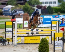 jumper Famouse Future (Slovakian Warmblood, 2012, from Cabrio van de Heffinck)