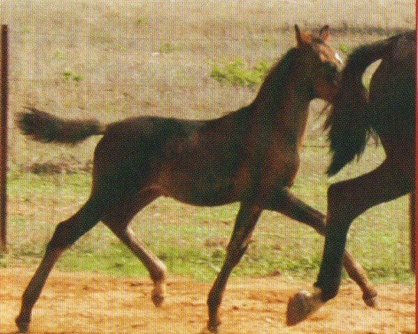 dressage horse Luchador de Finca Barroco (unknown, 2007, from Niko II)