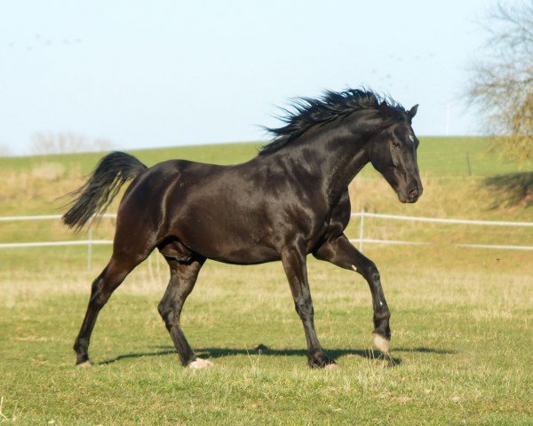 horse Fontienne (Oldenburg, 2019, from Fürstenstern 3)