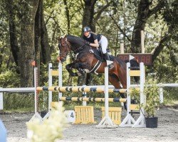 Springpferd Courage G (Oldenburger, 2011, von Cadensky)