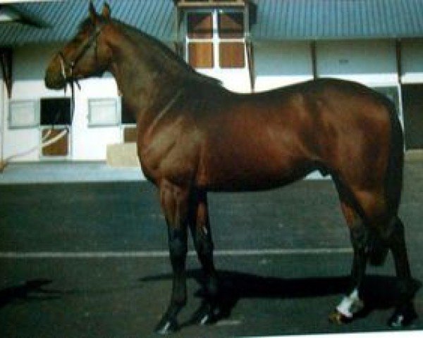 Deckhengst Choiseul d'Uriat (Selle Français, 1990, von Alme)