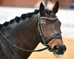 dressage horse Shakira 529 (Welsh Mix, 2015, from Nia Domo's Bolero)