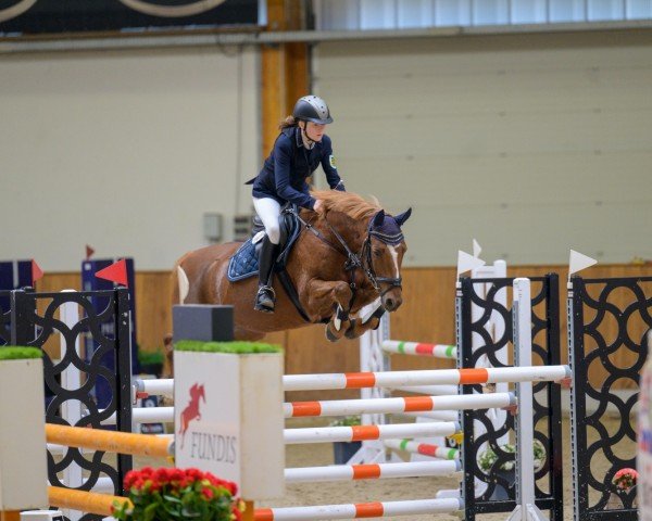 Springpferd Dillon (Deutsches Reitpony, 2011, von FS Daddy Cool)