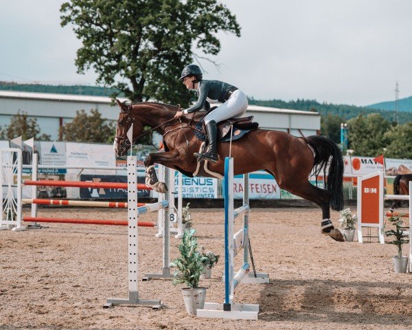 jumper Dara Lady (Hanoverian, 2017, from Diacontinus)