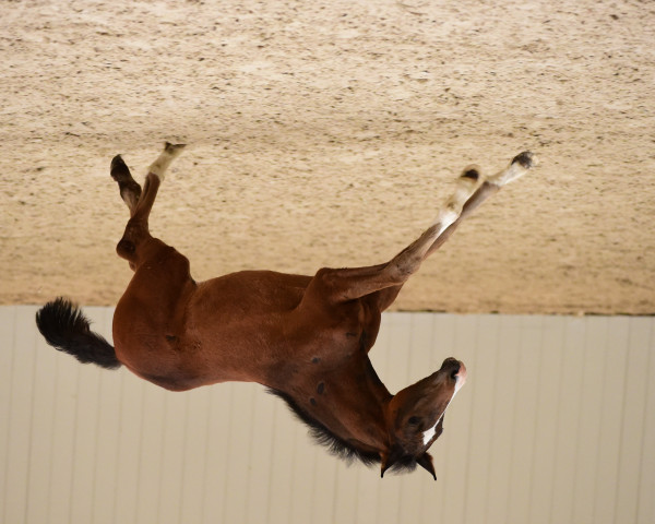 stallion Claudius B (Holsteiner, 2017, from Catch)
