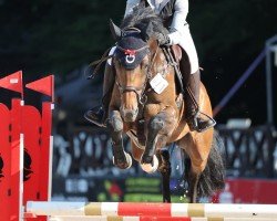 jumper Call Me Coolness (German Sport Horse, 2017, from Cody 69)