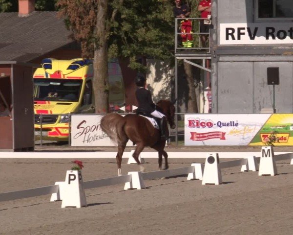 Reitturnier Rot am See- Musdorf 2025