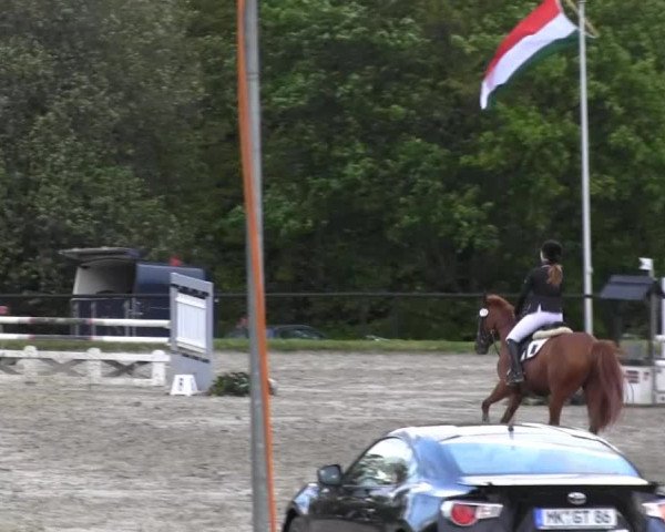 Dressur- und Springturnier Halver 2014
