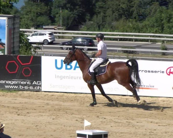 Reitturnier Wädenswil 2025