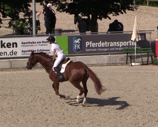 Reitturnier Dorfchemnitz 2025