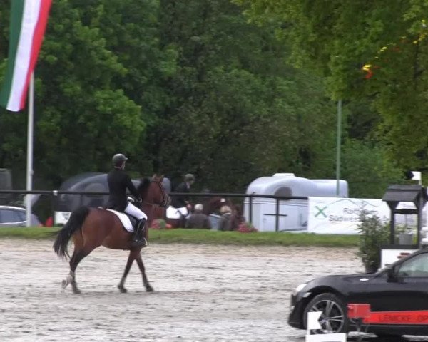Dressur- und Springturnier Halver 2014