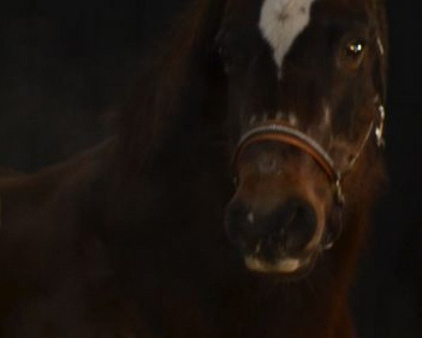 broodmare Rastina (German Riding Pony, 1993, from Rakim B 97)