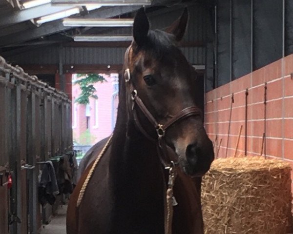 dressage horse Wanessa 253 (Hanoverian, 2003, from Wanderbursch II)