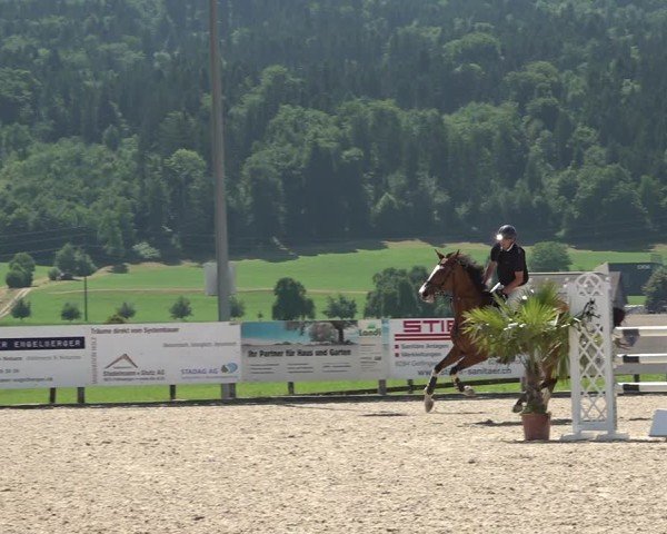 Reitturnier Hitzkirch 2025