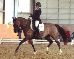 dressage horse Die Feine KA (German Riding Pony, 2011, from Dornik B)