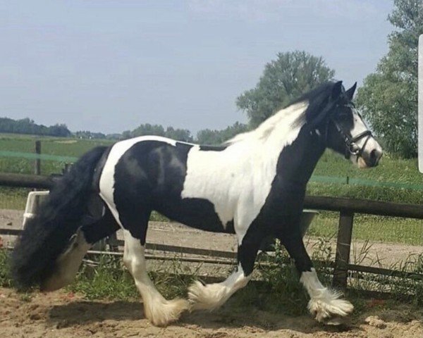 dressage horse Trainriggs Gypsy (Tinker / Irish Cob / Gypsy Vanner, 2013)