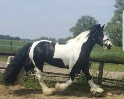 dressage horse Trainriggs Gypsy (Tinker / Irish Cob / Gypsy Vanner, 2013)