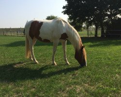 jumper Bendit 9 (Nederlands Rijpaarden en Pony, 2004, from Billy)