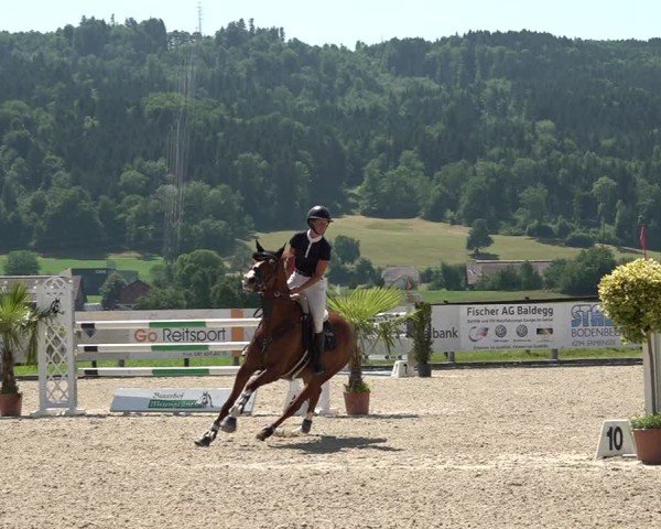 Reitturnier Hitzkirch 2025