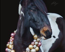 horse Ballysallagh Lad (Tinker-Mix / Pinto Tinker / Crossbreed, 2013)