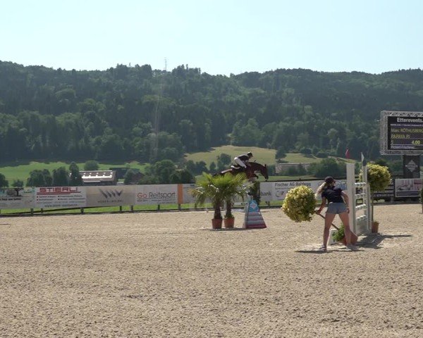 Reitturnier Hitzkirch 2025