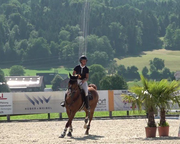Reitturnier Hitzkirch 2025