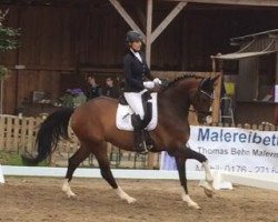 dressage horse Fiderstar 5 (Hanoverian, 2008, from Fidertanz)