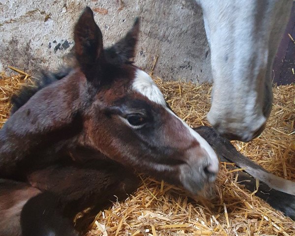 horse Fleige's Damia Dream (Westphalian, 2021, from DURANTOS)