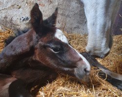 Pferd Fleige's Damia Dream (Westfale, 2021, von DURANTOS)