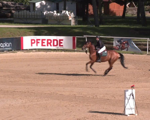 Reitturnier Stadl-Paura 2025