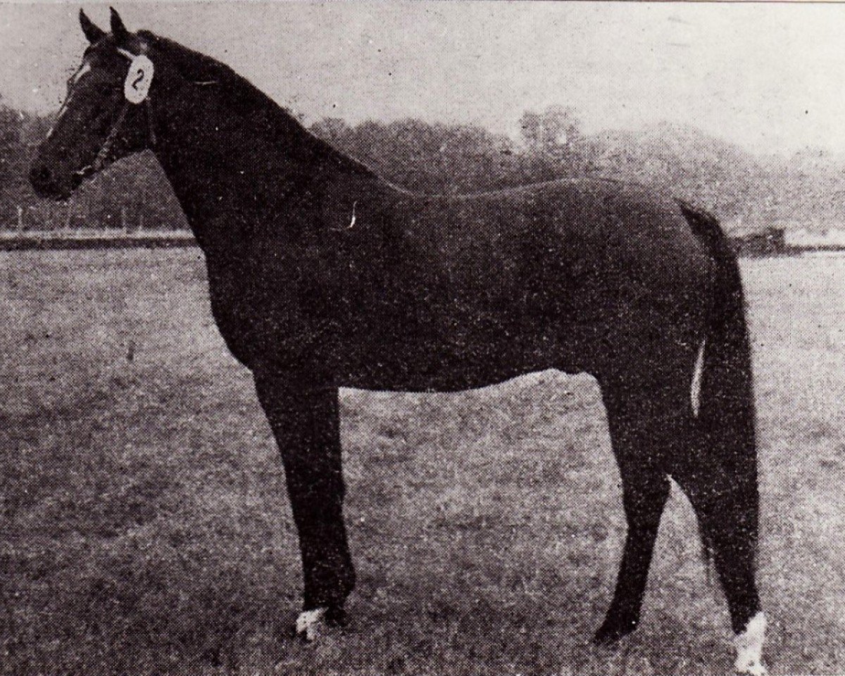 Deckhengst Monsun x (Anglo-Araber, 1971, von Modus xx)