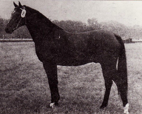 Deckhengst Monsun x (Anglo-Araber, 1971, von Modus xx)
