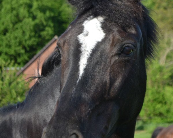 broodmare Coco (Hanoverian, 2007, from Con Amore)