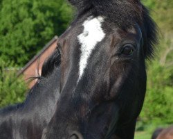 broodmare Coco (Hanoverian, 2007, from Con Amore)