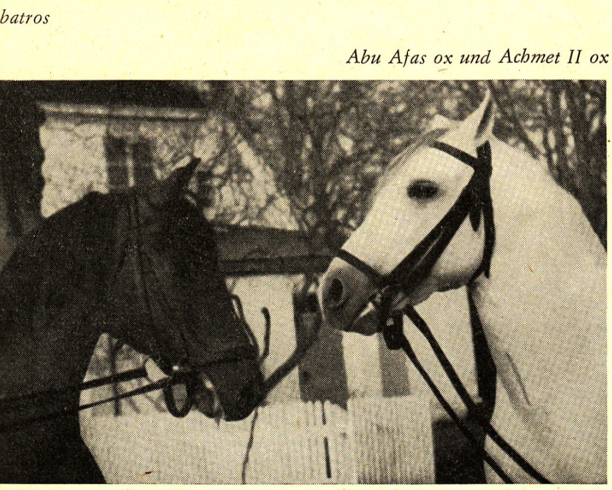 Deckhengst Achmet IIx ox (Vollblutaraber, 1950, von Adonah ox)